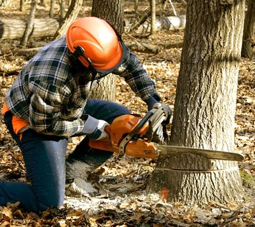 Tree Removal in Darrouzett, TX